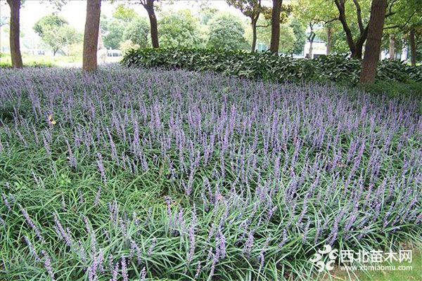 綠化應(yīng)用中，常用鑲邊植物都有哪些？