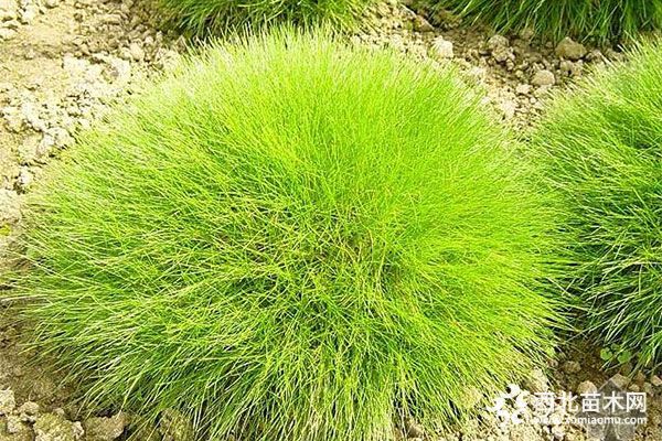 綠化應(yīng)用中，常用鑲邊植物都有哪些？