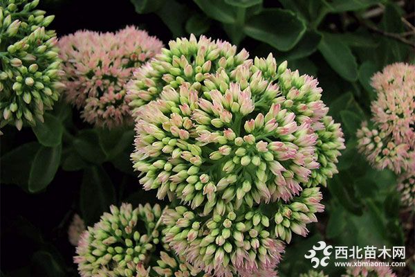 綠化應(yīng)用中，常用鑲邊植物都有哪些？