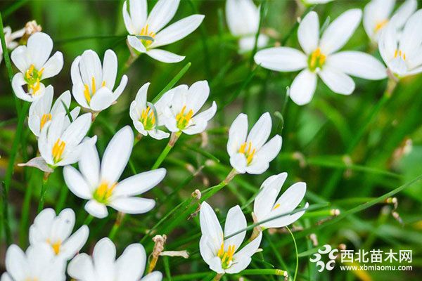 綠化應(yīng)用中，常用鑲邊植物都有哪些？