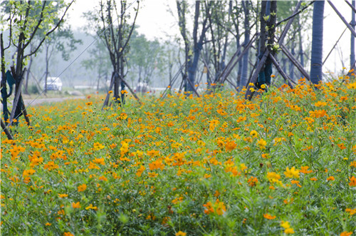園冶杯專業(yè)獎：巢湖市烔長路景觀工程