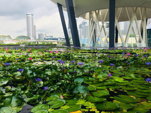 引領(lǐng)城市未來，中國“公園城市”建設(shè)前路美好