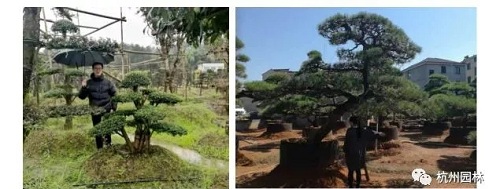 浙里故事 | 精心組織，高效推進國際一流展園建設
