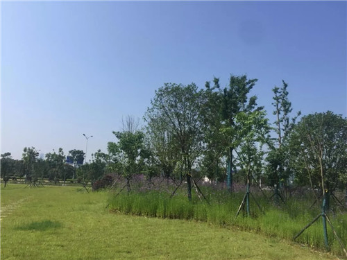 2019園冶杯專(zhuān)業(yè)獎(jiǎng)丨長(zhǎng)沙市望城區(qū)“一路一園”建設(shè)工程項(xiàng)目銀星灣公園