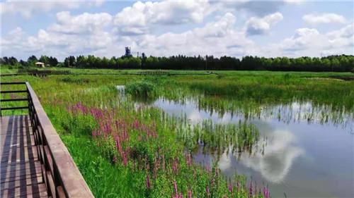 2019園冶杯專業(yè)獎丨樺南幸福濕地公園景觀設(shè)計