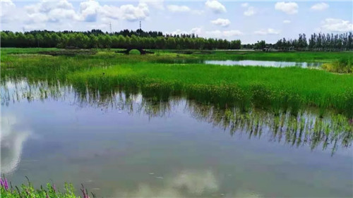 2019園冶杯專業(yè)獎丨樺南幸福濕地公園景觀設(shè)計