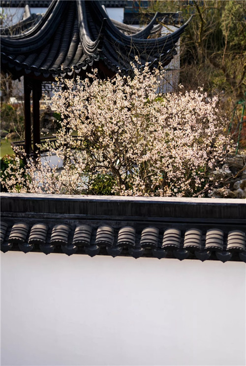 2019園冶杯專業(yè)獎(jiǎng)丨蘇州張家港建發(fā)?泱譽(yù)