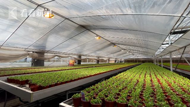 花博會(huì)：花卉進(jìn)入育苗期 靜待五月齊綻放