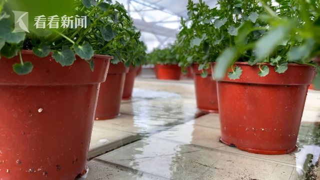 花博會(huì)：花卉進(jìn)入育苗期 靜待五月齊綻放