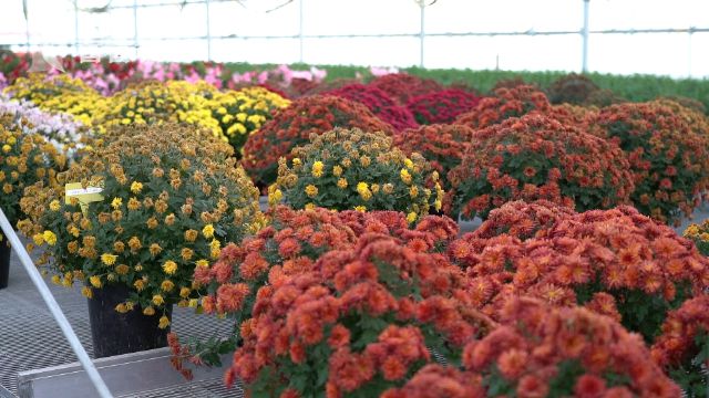 花博會(huì)：花卉進(jìn)入育苗期 靜待五月齊綻放
