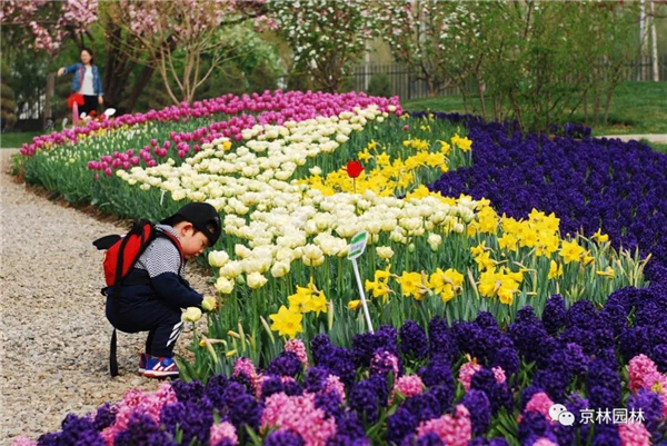 京林生態(tài)花園2021年（第三屆）春季花展即將盛大開幕