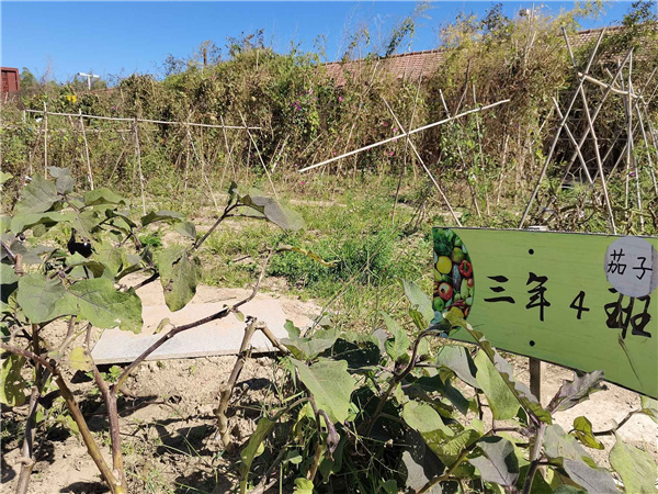 園冶杯參賽作品丨人大附中北大附小聯(lián)合實驗學(xué)校入口景觀提升