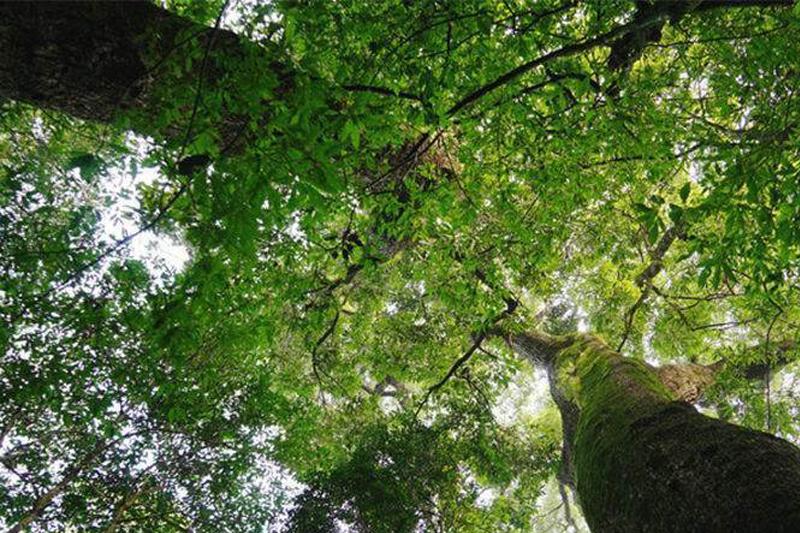 兩高發(fā)司法解釋加大打擊力度 古樹有了更嚴(yán)保護