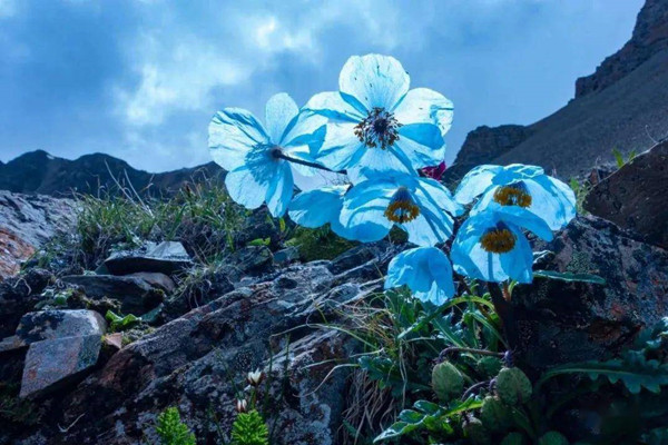 為什么說山地是“生物多樣性的搖籃”？