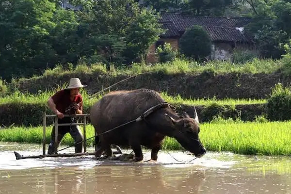 文旅部推今年第二期“鄉(xiāng)村四時好風(fēng)光”鄉(xiāng)旅線路